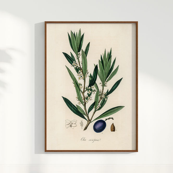 Quadro Azeitona - Vintage