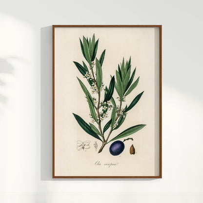 Quadro Azeitona - Vintage