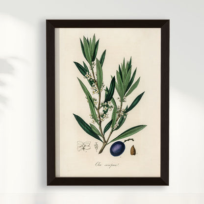 Quadro Azeitona - Vintage