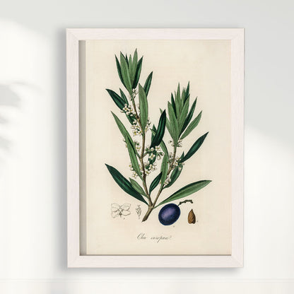 Quadro Azeitona - Vintage