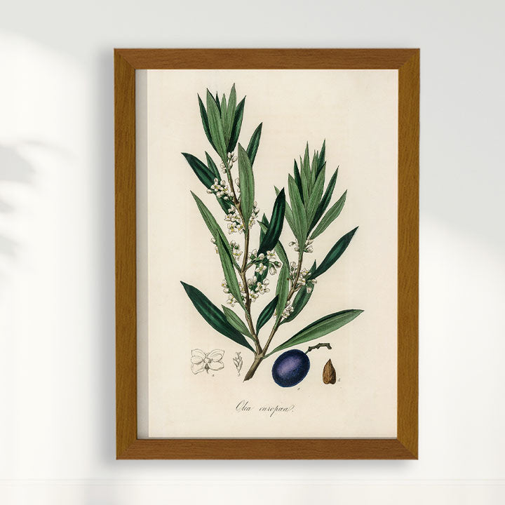 Quadro Azeitona - Vintage