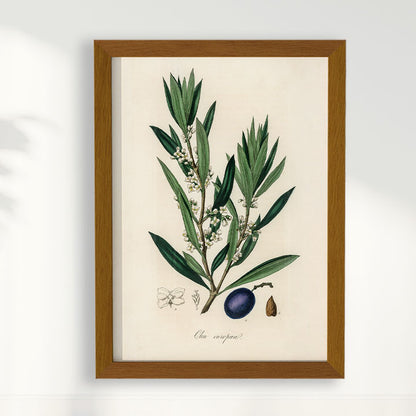 Quadro Azeitona - Vintage