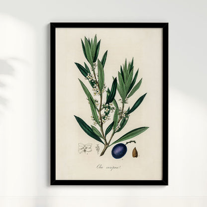 Quadro Azeitona - Vintage