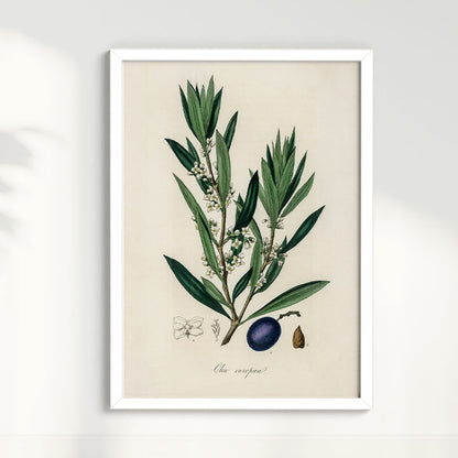 Quadro Azeitona - Vintage