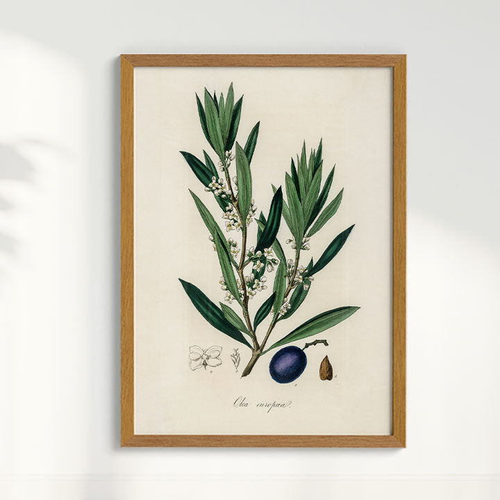 Quadro Azeitona - Vintage