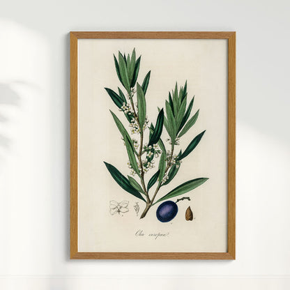 Quadro Azeitona - Vintage