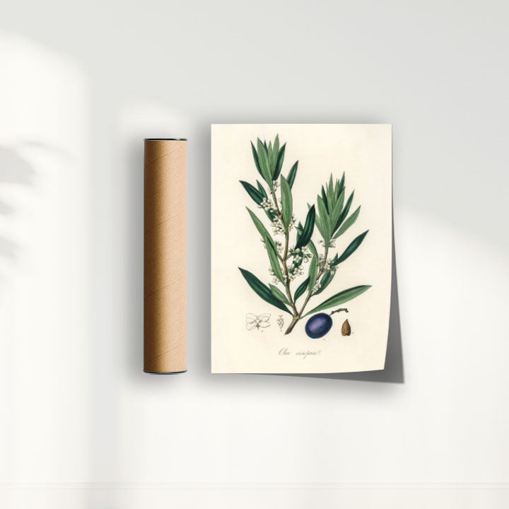 Quadro Azeitona - Vintage
