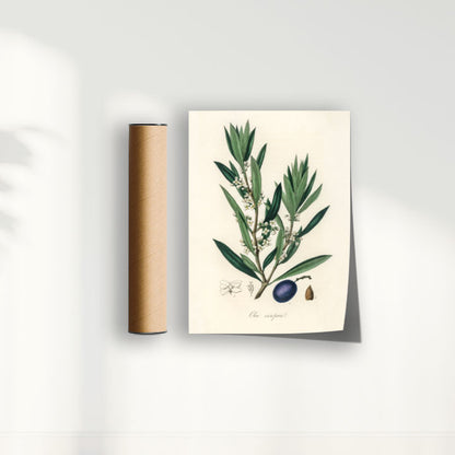 Quadro Azeitona - Vintage