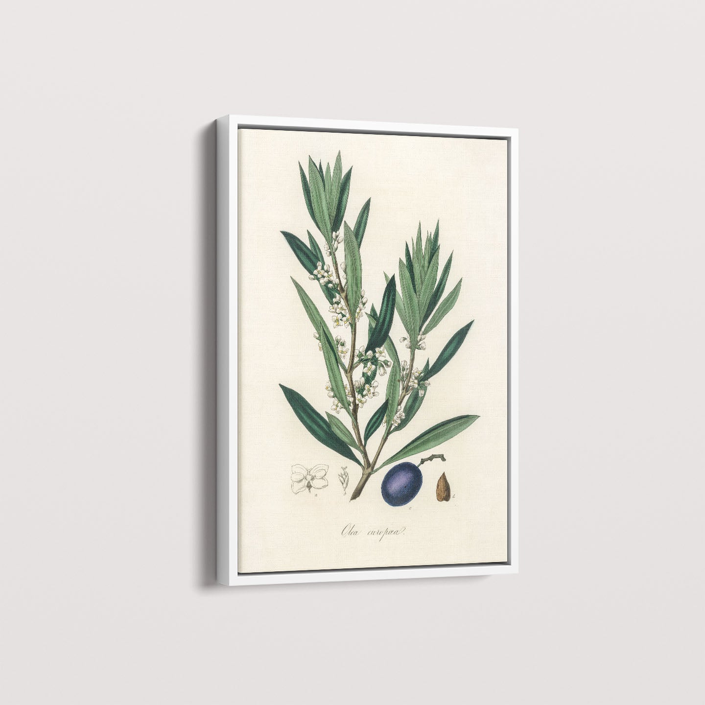 Quadro Azeitona - Vintage