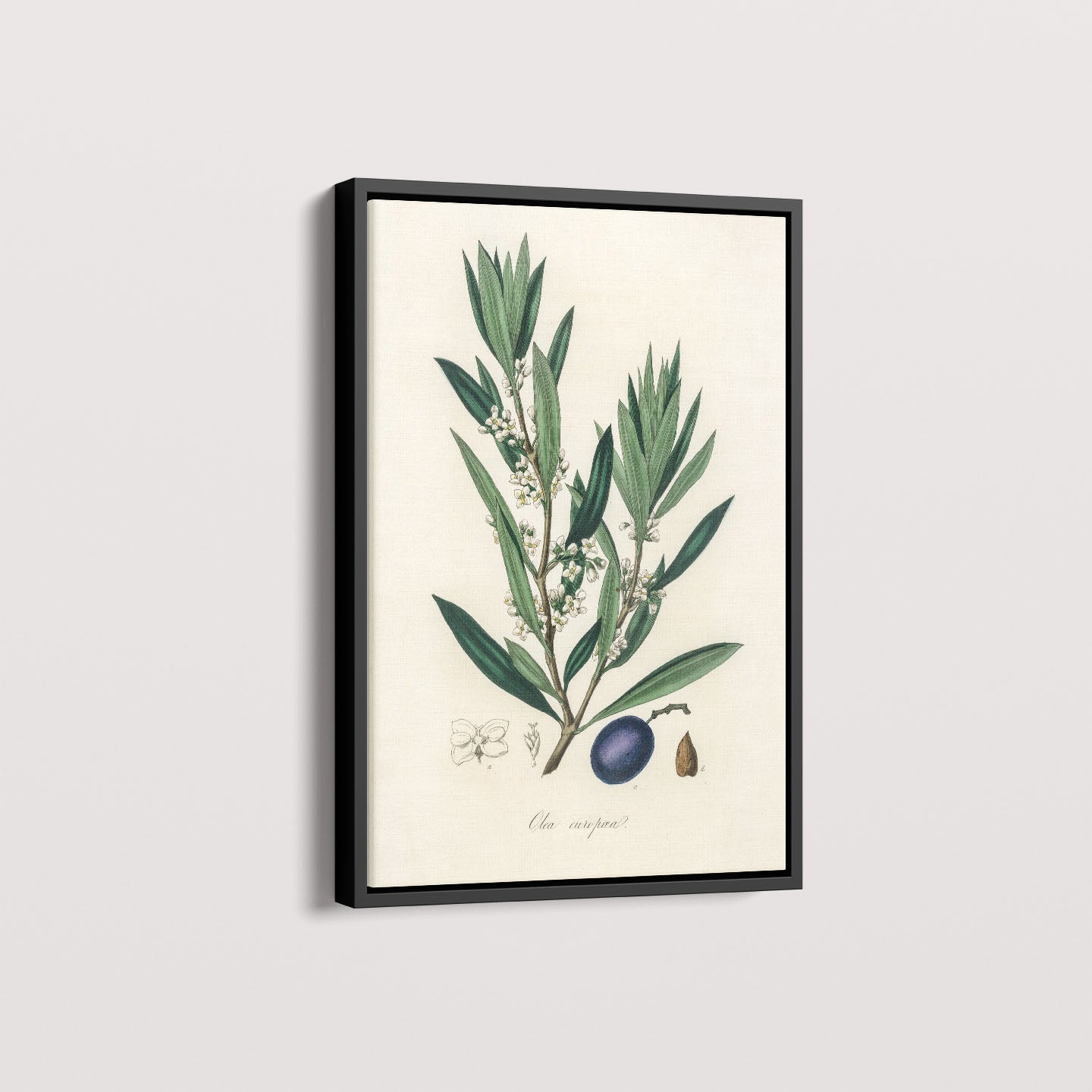 Quadro Azeitona - Vintage