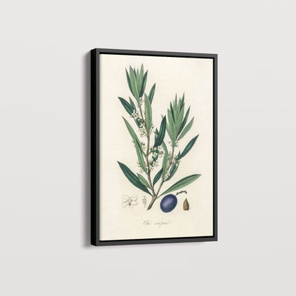 Quadro Azeitona - Vintage