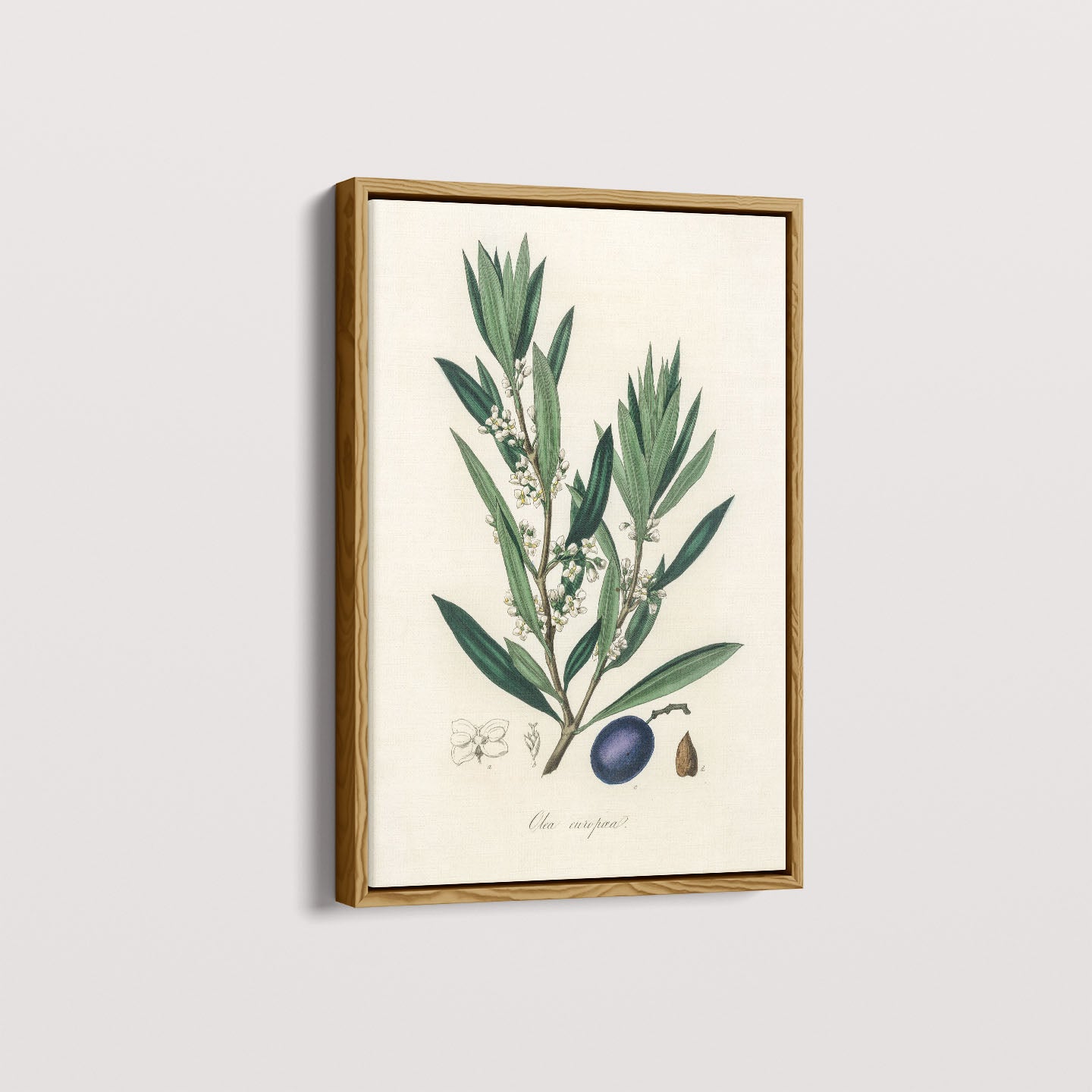 Quadro Azeitona - Vintage
