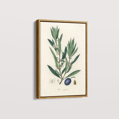 Quadro Azeitona - Vintage