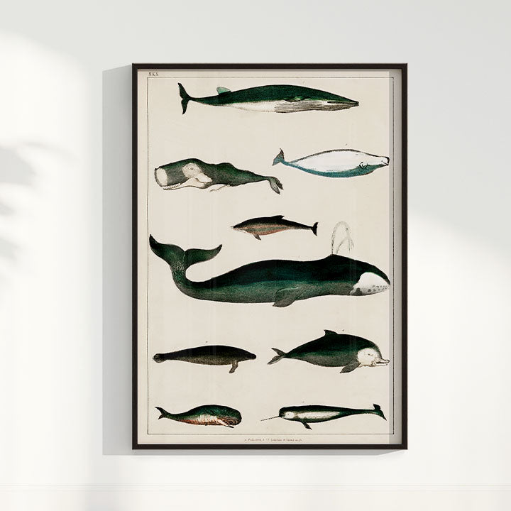 Quadro Baleias Vintage II