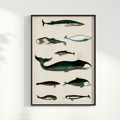 Quadro Baleias Vintage II