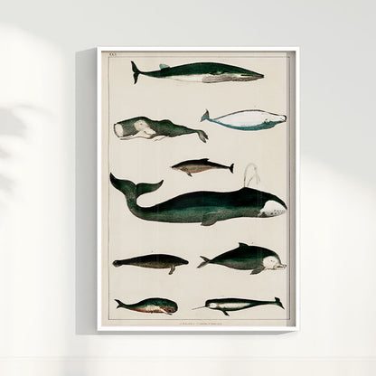 Quadro Baleias Vintage II