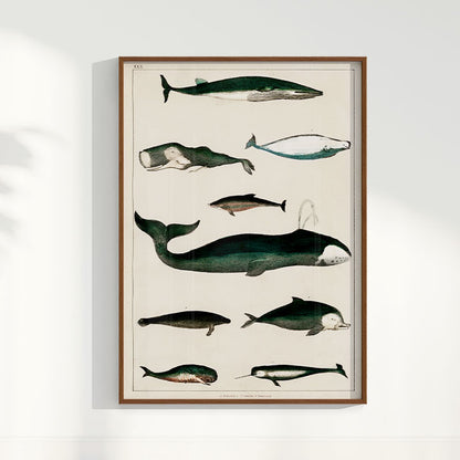 Quadro Baleias Vintage II
