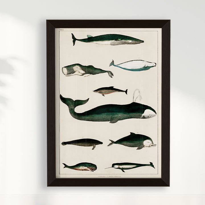 Quadro Baleias Vintage II