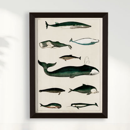 Quadro Baleias Vintage II