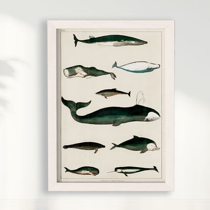 Quadro Baleias Vintage II
