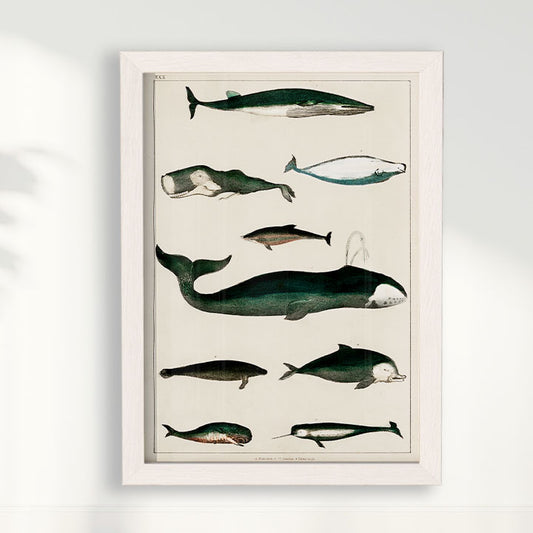 Quadro Baleias Vintage II