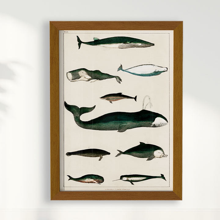 Quadro Baleias Vintage II