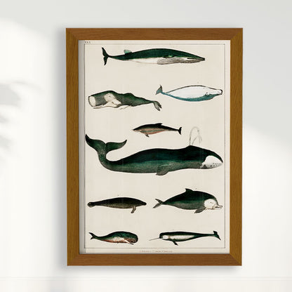 Quadro Baleias Vintage II