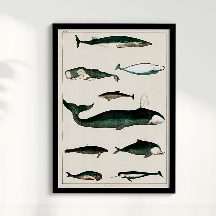 Quadro Baleias Vintage II