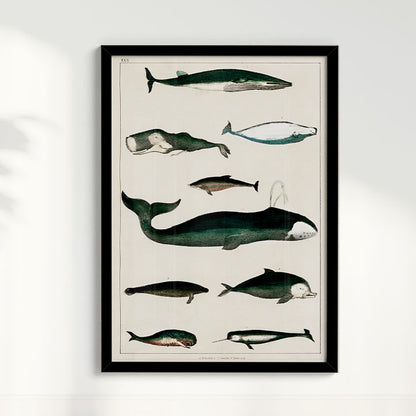 Quadro Baleias Vintage II