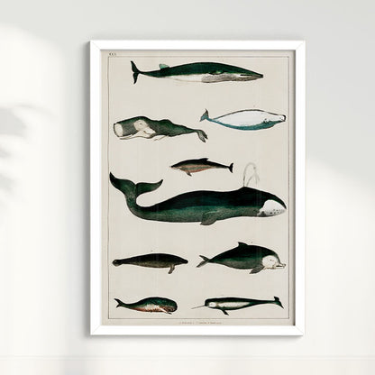 Quadro Baleias Vintage II