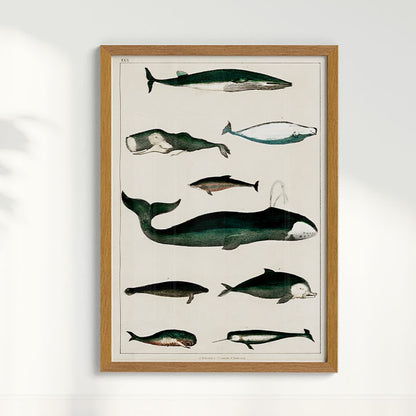 Quadro Baleias Vintage II