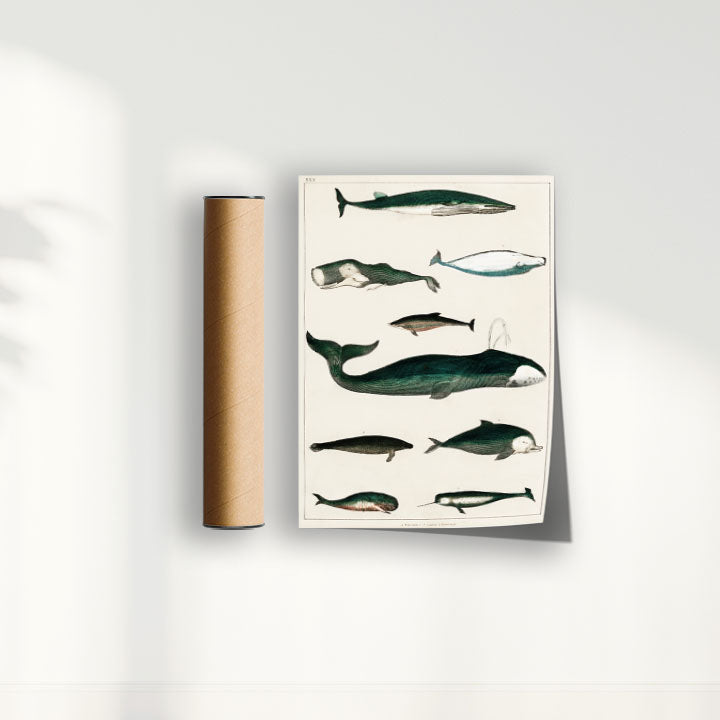 Quadro Baleias Vintage II