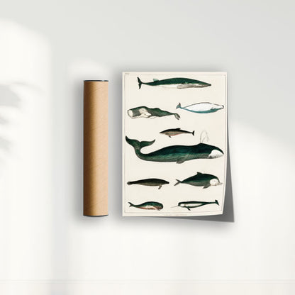 Quadro Baleias Vintage II