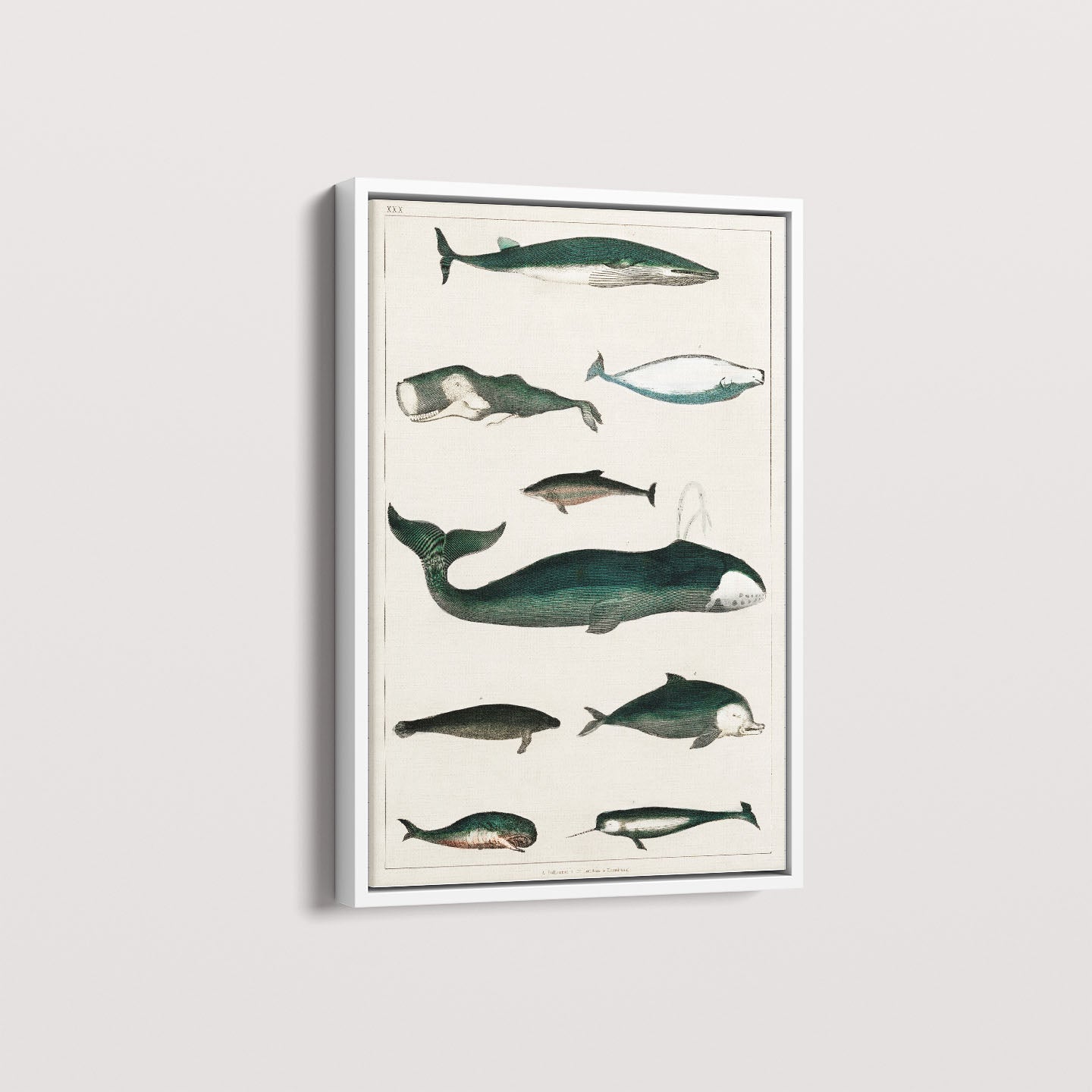 Quadro Baleias Vintage II