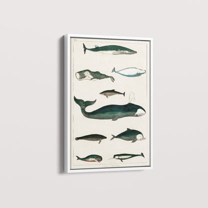 Quadro Baleias Vintage II