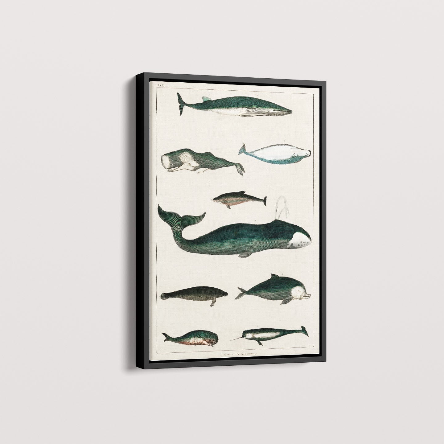 Quadro Baleias Vintage II