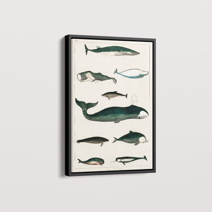 Quadro Baleias Vintage II