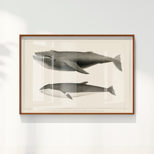 Quadro Baleias Vintage I