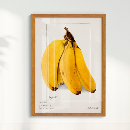 Quadro Banana Vintage