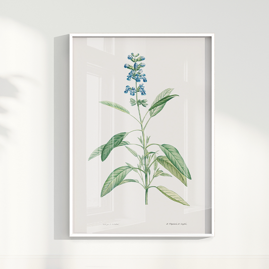 Quadro Blue flower II - Flor salvia azul