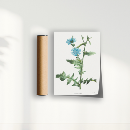 Quadro Blue flower III - Flor Chicory