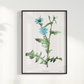 Quadro Blue flower III - Flor Chicory