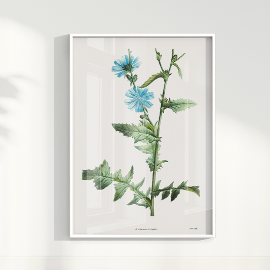 Quadro Blue flower III - Flor Chicory