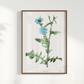 Quadro Blue flower III - Flor Chicory