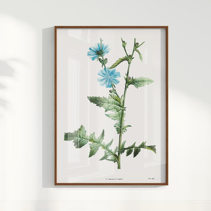 Quadro Blue flower III - Flor Chicory