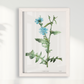 Quadro Blue flower III - Flor Chicory