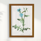 Quadro Blue flower III - Flor Chicory