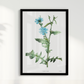 Quadro Blue flower III - Flor Chicory