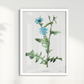 Quadro Blue flower III - Flor Chicory