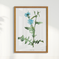 Quadro Blue flower III - Flor Chicory